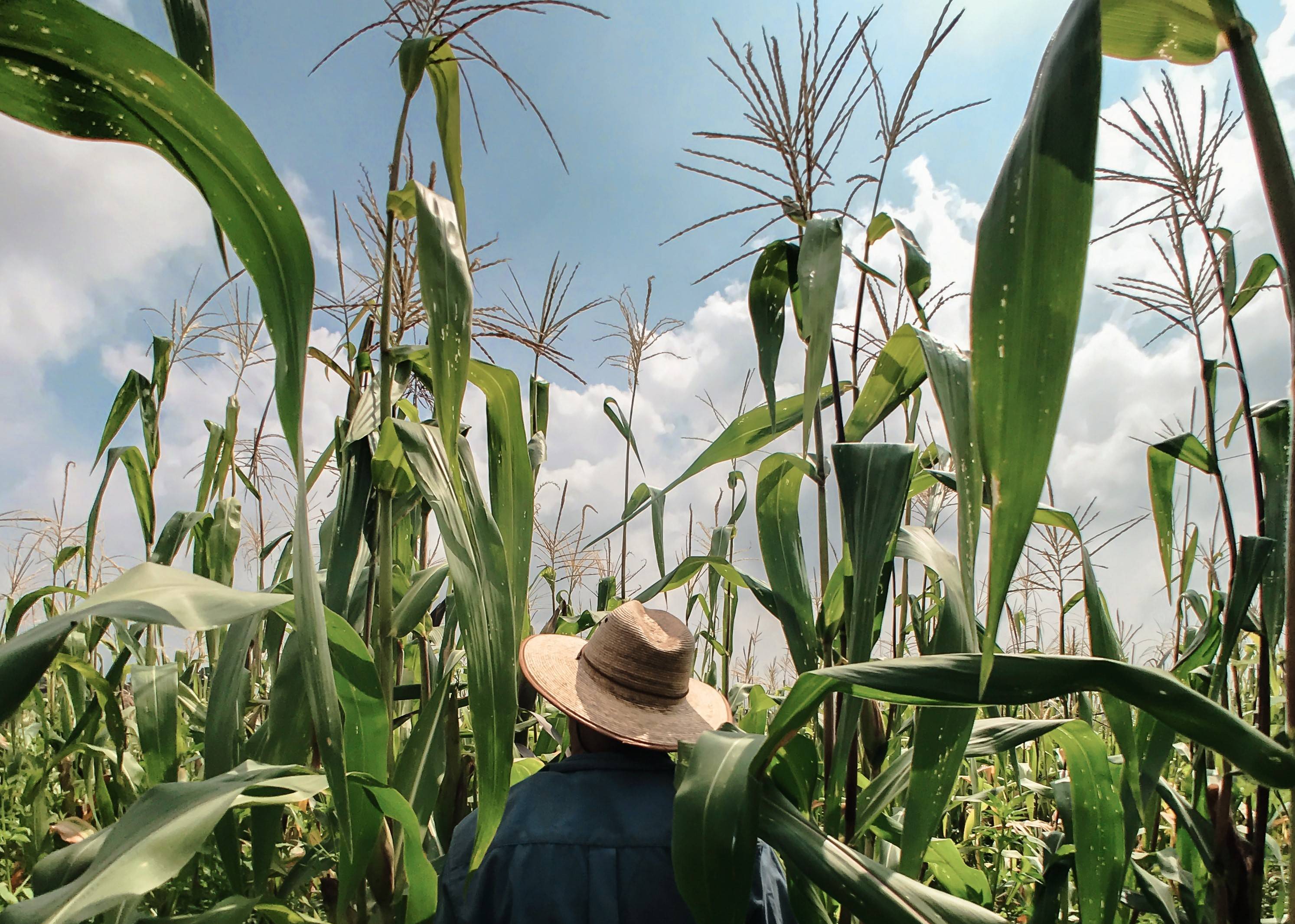 Corn plants